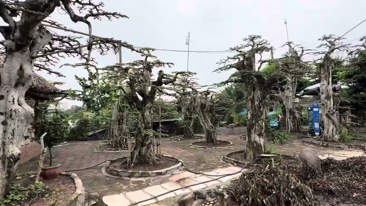 Minh thiện cây xanh. Vườn duối cổ thụ bonsai