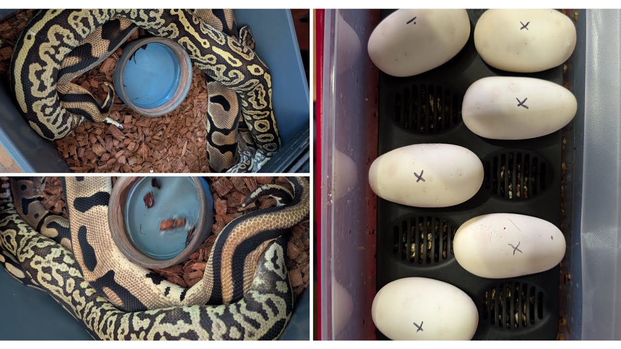 Clown combos! Ball Python egg cutting. #ballpython #clutch #clown #reptiles #eggs #snake #pets 