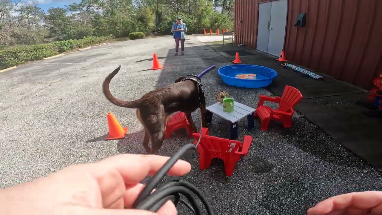 AKC Novice Exterior Search - Qualifying run - Sarasota FL