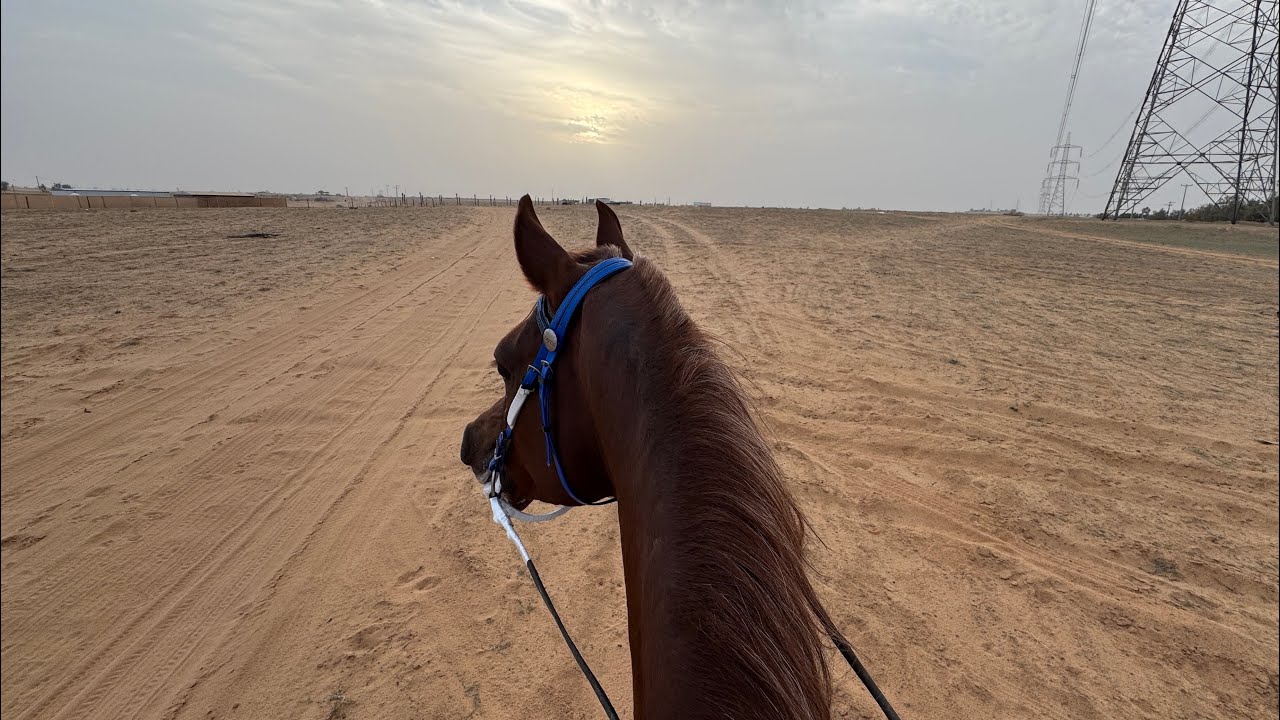١٨ || عصريّة ركوب + تعليم الفزّة 🐎