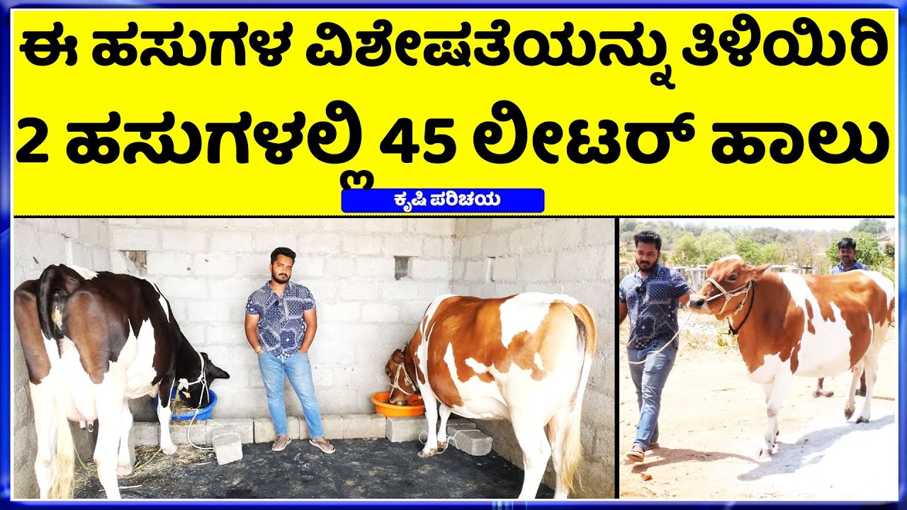 ಯೂಟ್ಯೂಬ್ ನಲ್ಲಿ ನೋಡಿ ಹಸುಗಳು ತಂದ 23 ವರ್ಷದ ಯುವಕ ||  hainugarike information in kannada || Dairy Farm ||