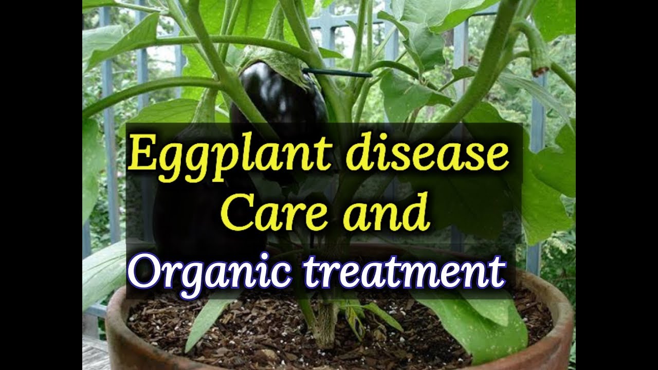 Eggplant disease and cure, eggplant disease control