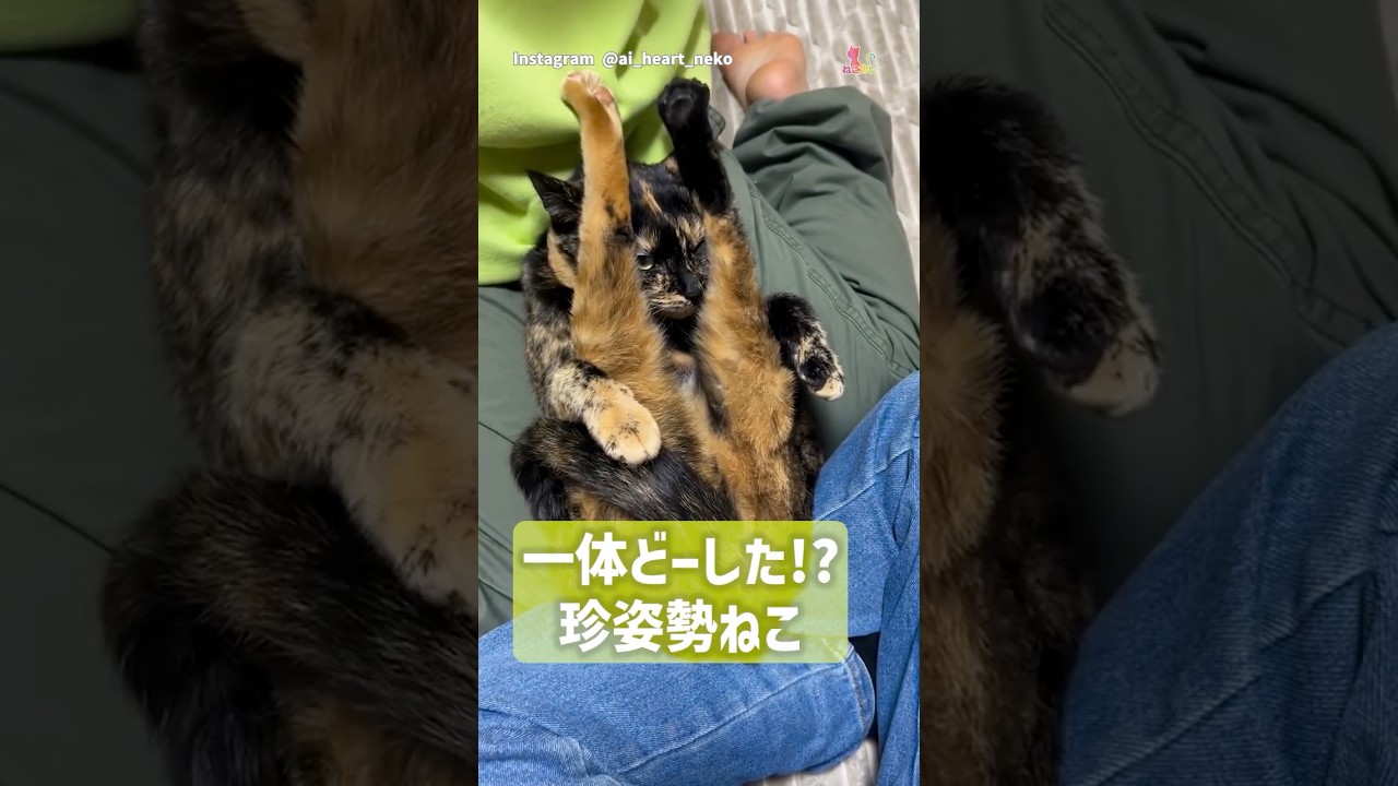 一体どーした⁉︎珍姿勢ねこ