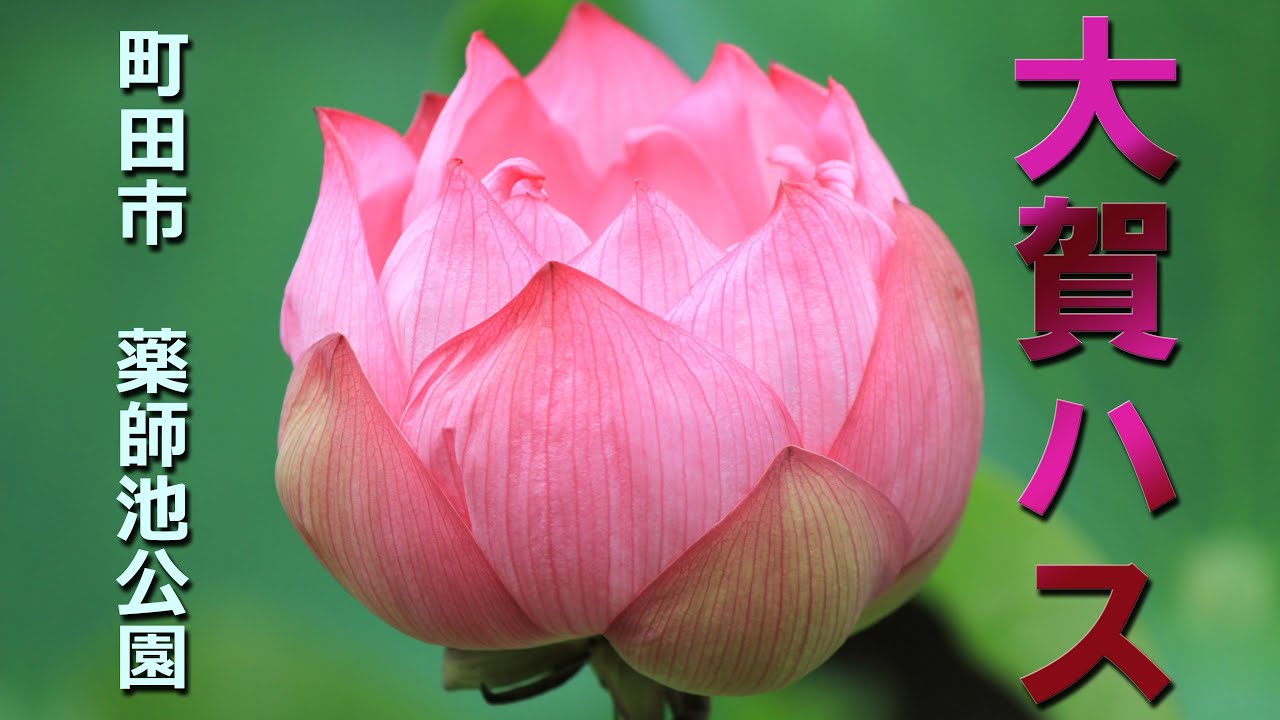 町田市　薬師池公園の大賀ハス　2025.