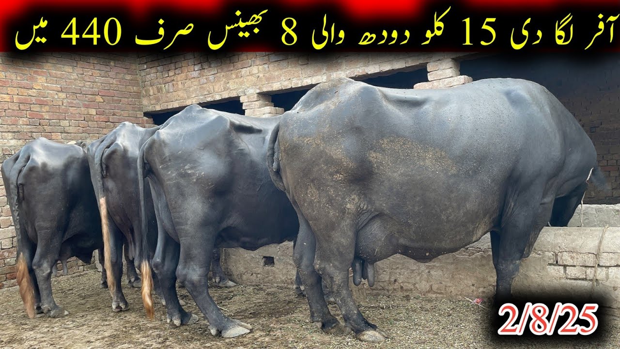 Noorshah ki 8 pehlan dojan jhotiya16 ki dhoodh for sel|نورشاہ کی پہلن دوھجن جھٹیاں|earn from bufalo