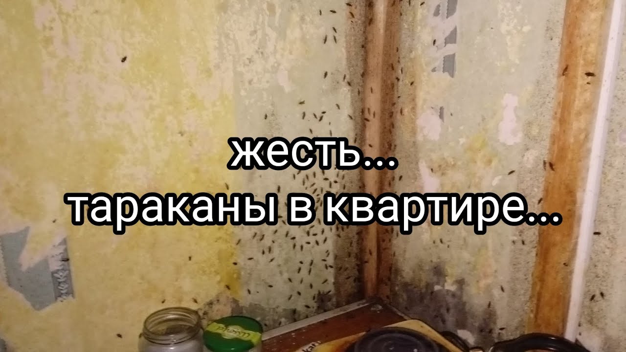 Жесть..Тараканы в квартире... Наглость клиента зашкаливает!