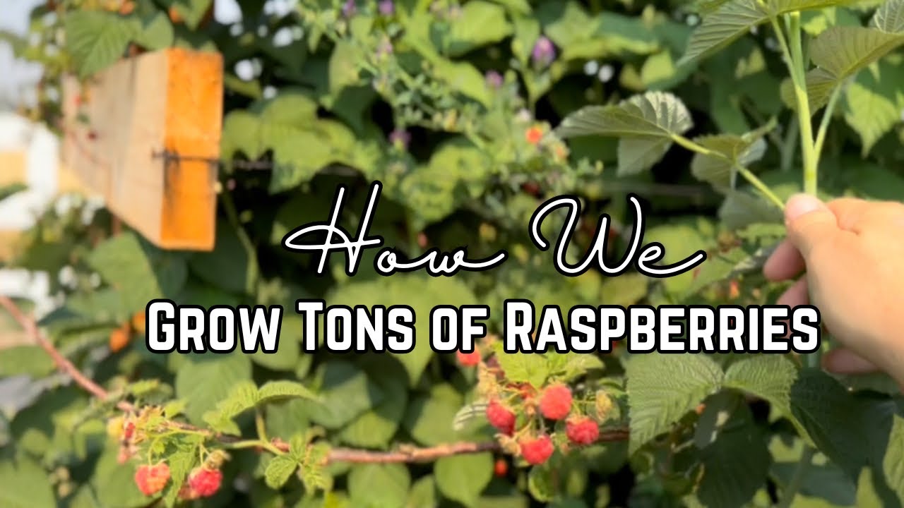 Growing Raspberries from starts to harvest • Save Money