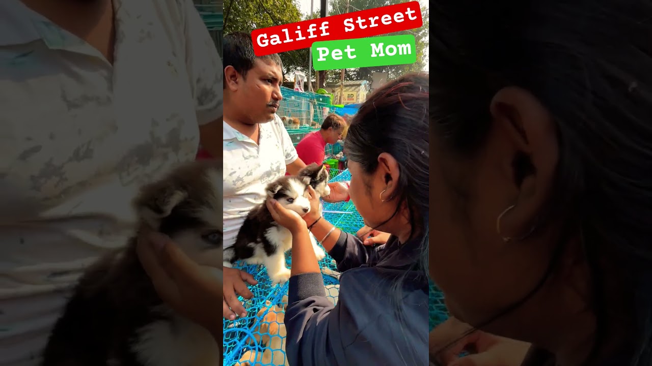 Galiff Street Pet Market। Dog Market 