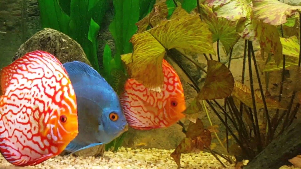 Juwel 450 Liter Diskus Aquarium