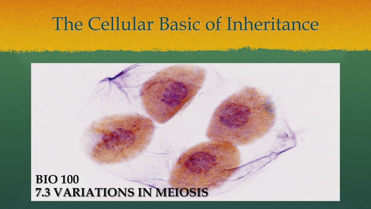 The Cellular Basis of Inheritance : Variations in Meiosis