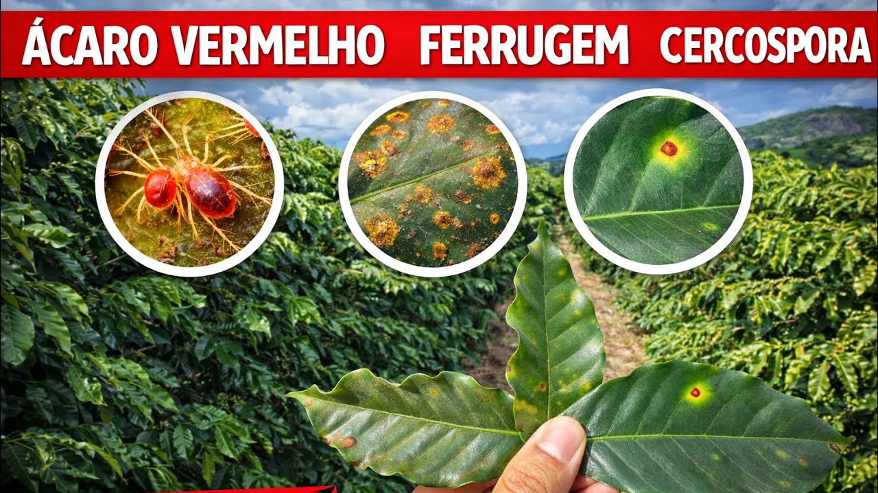 ÁCARO VERMELHO, FERRUGEM E CERCOSPORA: Você Pode Estar Perdendo Café e Nem Sabe!