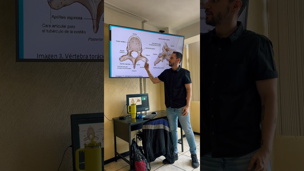 Partes de una V&eacute;rtebra T&iacute;pica 🤓🦴 #fisioterapia #anatomia #columna #vertebra #profesor  #maestro