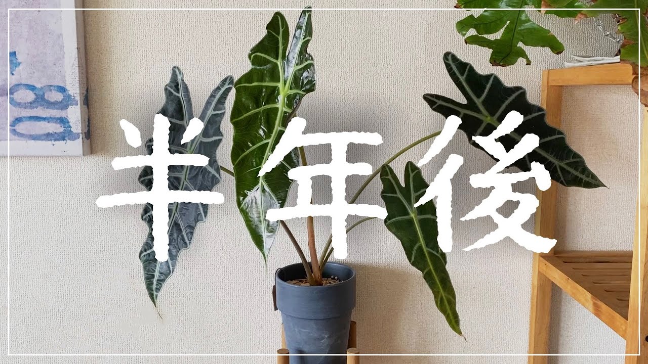【アロカシア・アマゾニカの半年後】冬越し後に新芽が動き出す様子｜水切れから復活するタイムラプス｜vlog