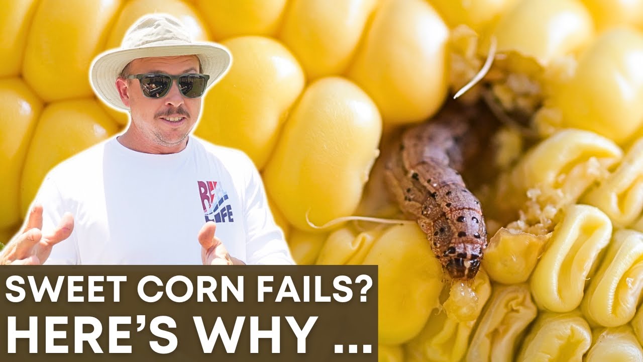 Why Your Sweet Corn Looks Bad - 9 Common Problems Solved!