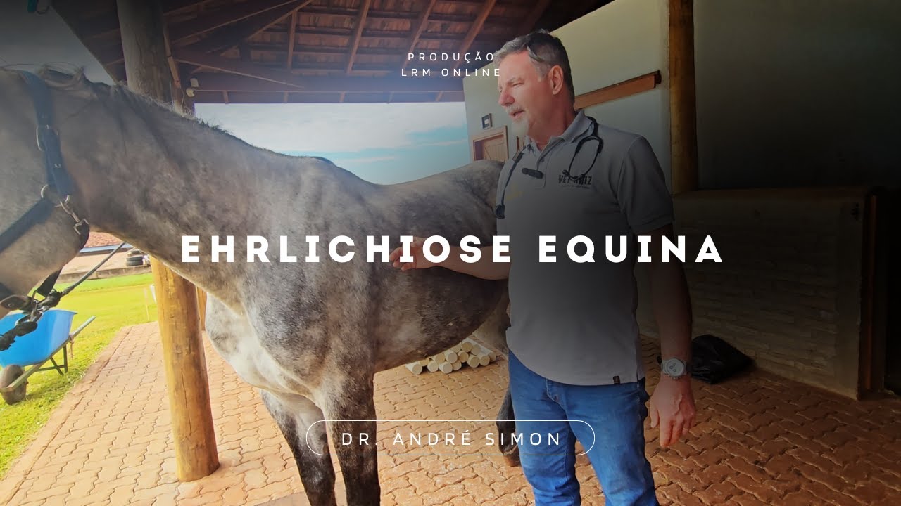 Ehrlichiose Equina | Vet Raiz Dr. André Simon