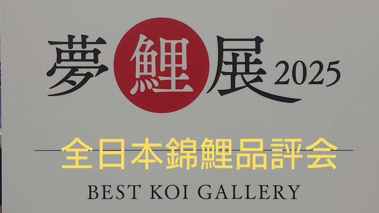 全日本総合錦鯉品評会 夢鯉展2025