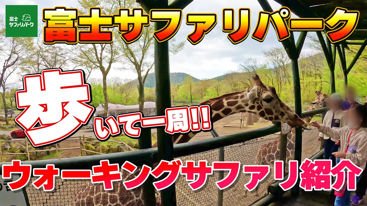 【車でサファリを超えた!!】富士サファリパーク　ウォーキングサファリ