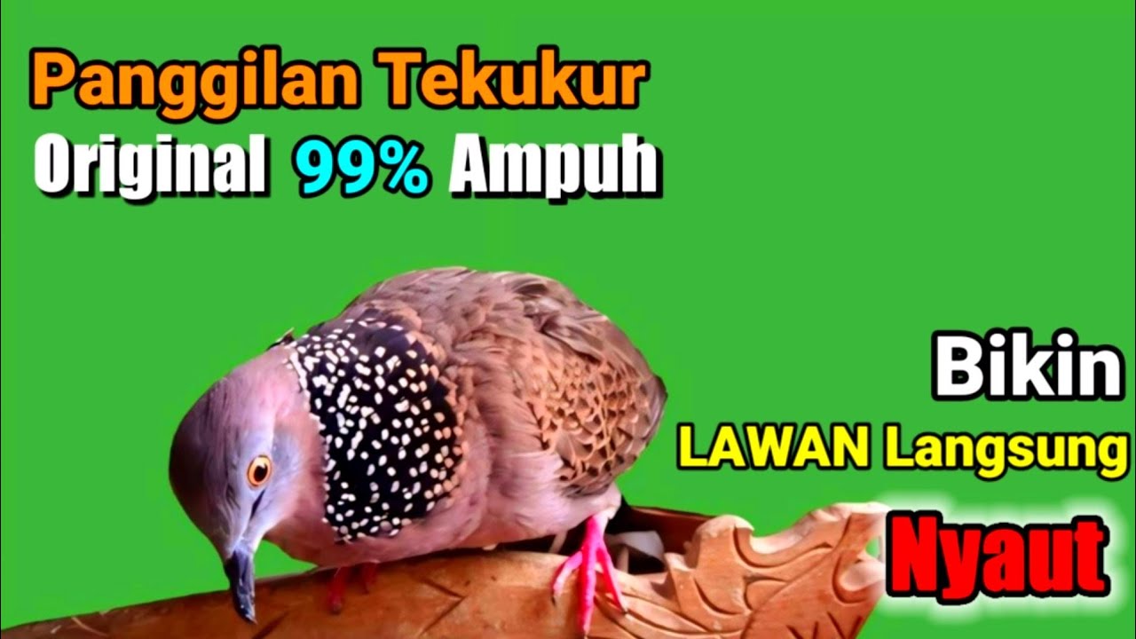 TEKUKUR GACOR suara merdu || ampuh MEMANGGIL LAWAN BUNYI emosi manggung.