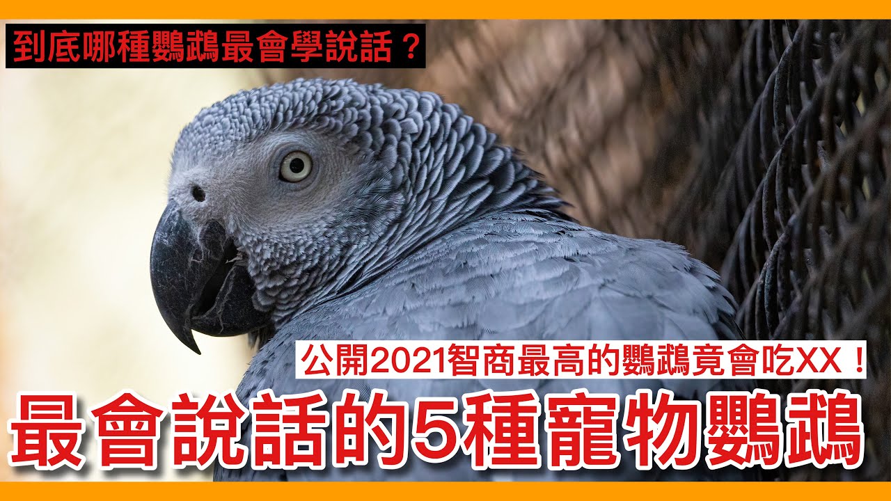 看過來！最適合「學說話」的5種鸚鵡大解析！公開2021智商最高的鸚鵡！【鸚鵡小木屋】【新手鳥知識】The last seven birds to speak in the world