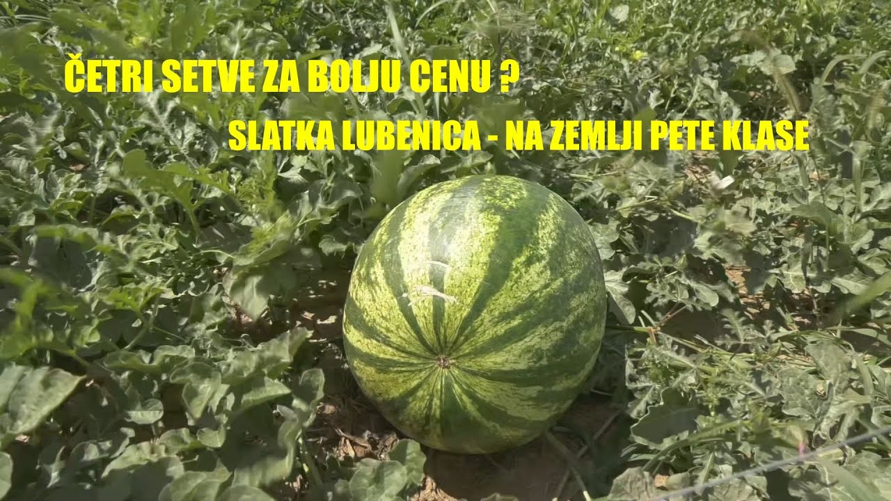 BOSTAN - na zemlji PETE KLASE - ČETRI SETVE da bi se stigla cena - može li ?? Pravi bostandžija ...