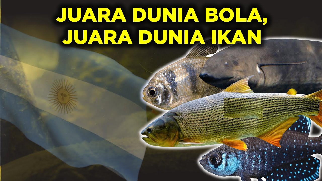 5 IKAN AIR TAWAR ARGENTINA YANG EKSOTIK