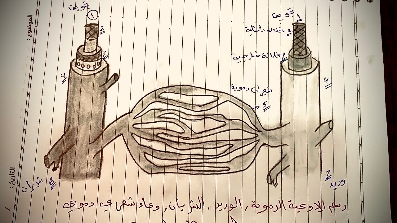 رسم الأوعية الدموعية ، الوريد ، الشريان🫀 ، وعاء شعري دموي للصف #الخامس_العلمي #2025