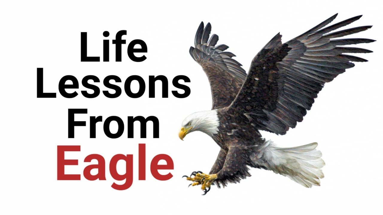 Valuable lesson from Eagle | Wisdom of Eagle | Life lessons | Animal Series | Lead International