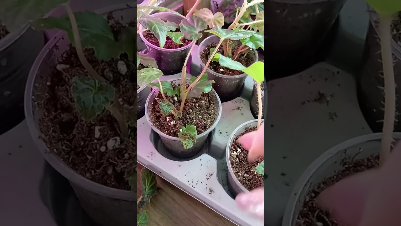 Как сделать куст бегонии большим, прищипка или обрезка?