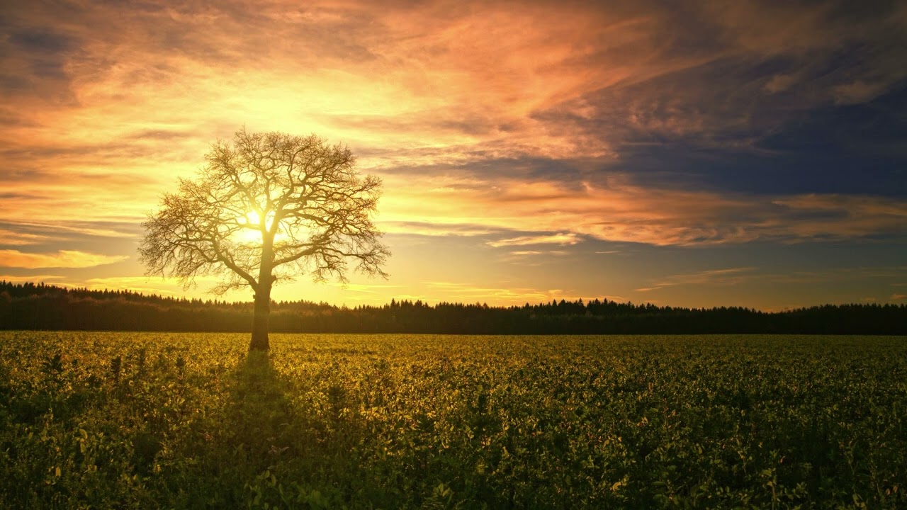 Tymon Mioduszewski - Drzewo (cover Małe TGD)