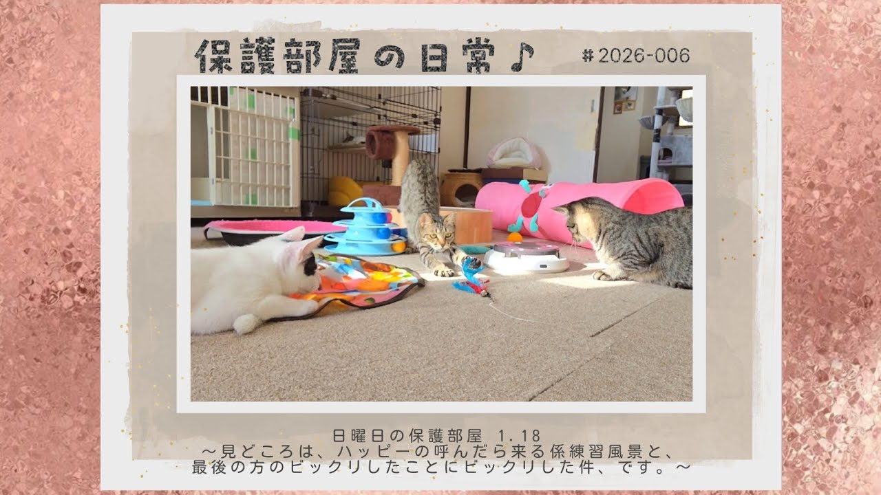 保護部屋の日常♪  ♯2026-006 日曜日の保護部屋 1.18 〜見どころは、ハッピーの呼んだら来る係練習風景と、最後の方のビックリしたことにビックリした件、です。〜