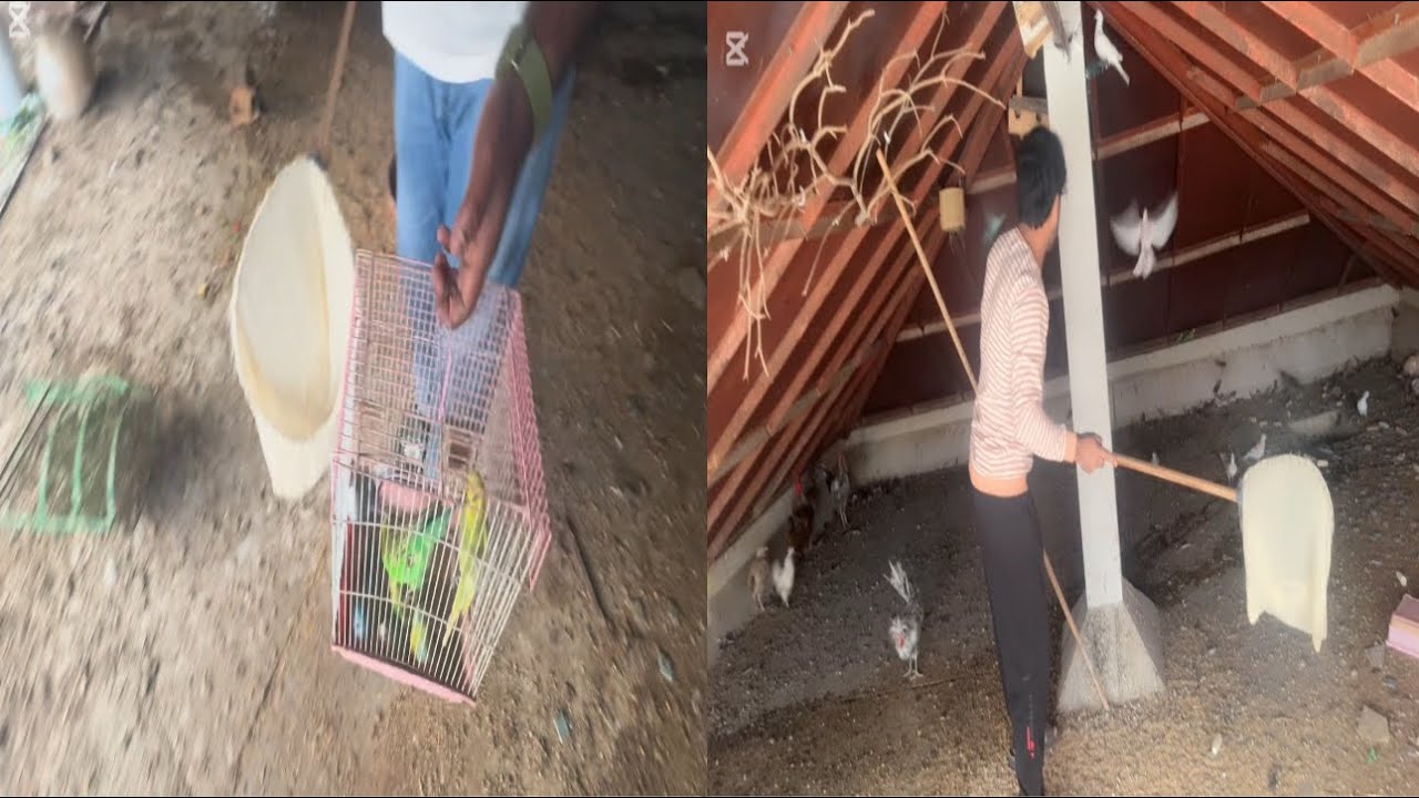 Sab Parinde nikal Diya 🐦‍⬛