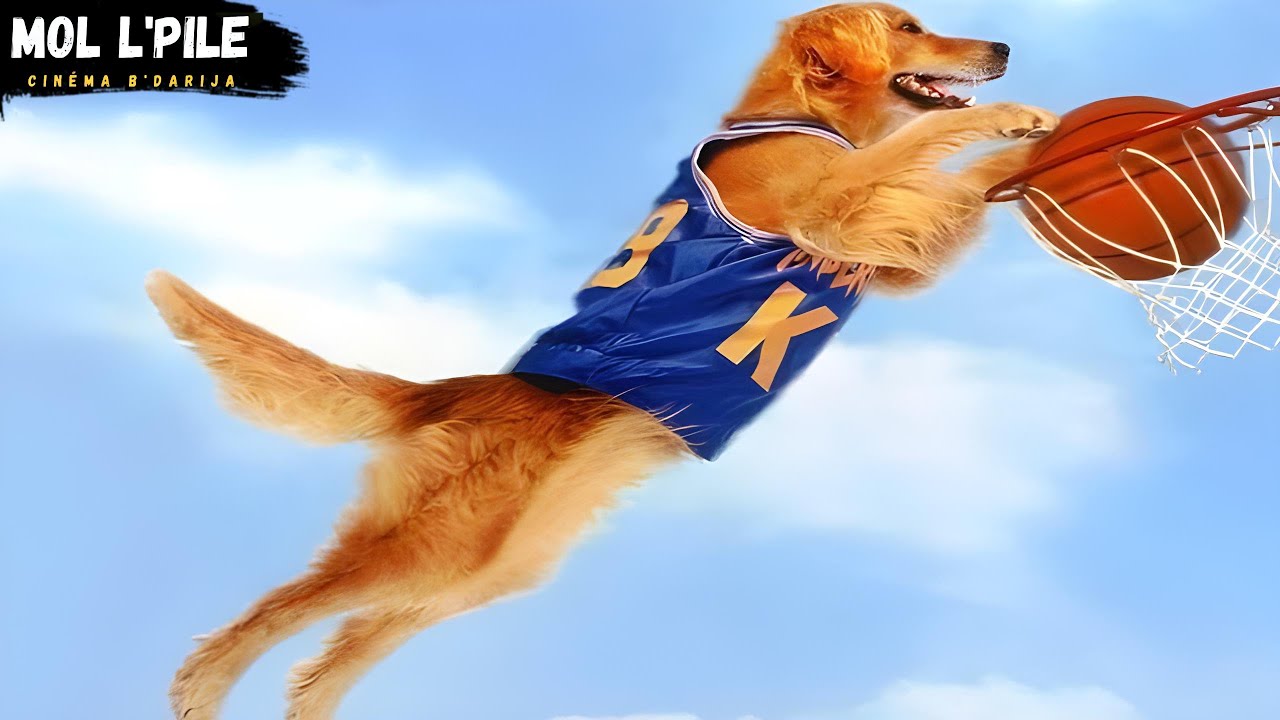 كلب ذكي يعيش في الشارع😢 لكن يجد صديقا يحبه♥️ ويصبح أحسن لاعب كرة سلة في العالم🌎||ملخص فلم 🎦 𝐀𝐢𝐫 𝐁𝐮𝐝