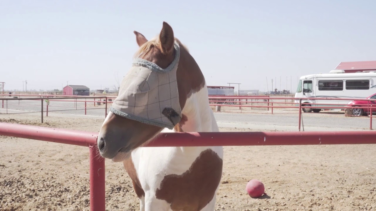 13453 Olen Ave. - Bit-O-Heaven Horse Rescue
