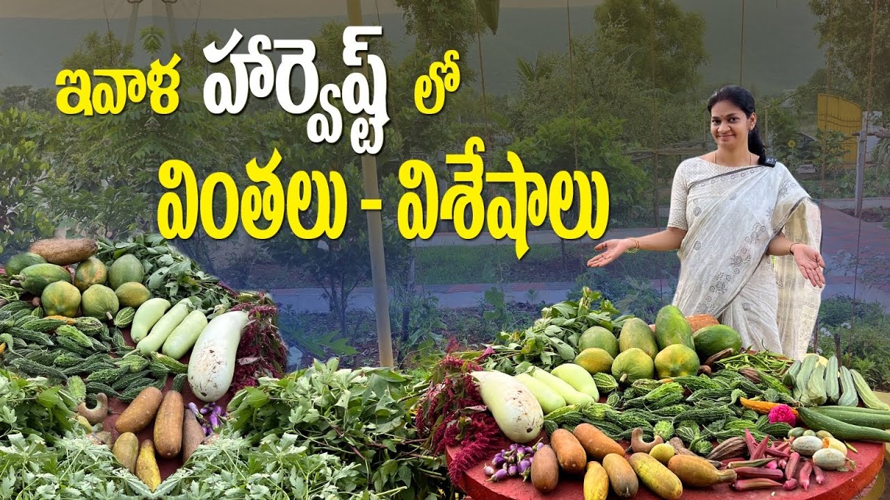 Bumper Harvest /మొక్కజొన్న పార్టీ చేసుకున్న చిలుకలు , అబ్బరపరిచిన కీరదోసకాయలు      