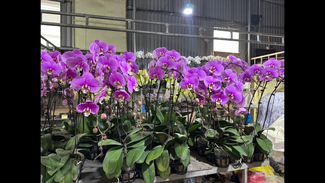 Live tối 25/1 hoa lan tết giá rẻ…lh 0393998895