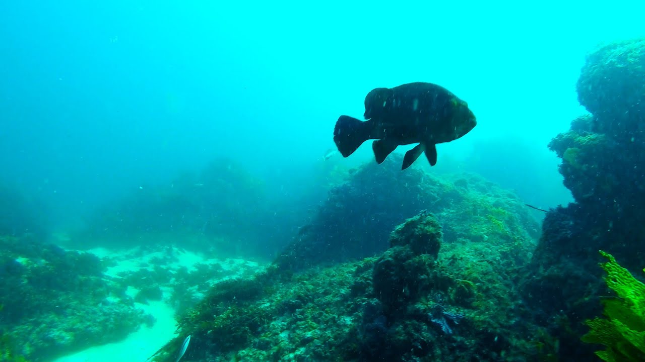 Underwater Camera - Drifting a Camera at the 3 Mile Reef