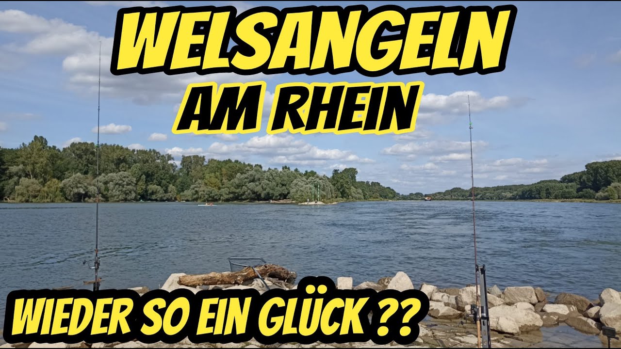 WELSANGELN AM RHEIN / Haben wir wieder so ein Gl&uuml;ck??? #welsangeln #hobby #fishing
