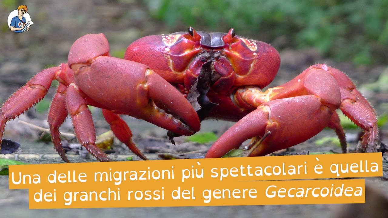 5 cose che non sai sulle migrazioni (animali)