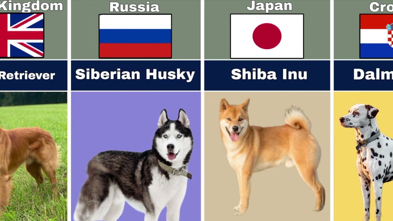Dog Breeds From Different Countries