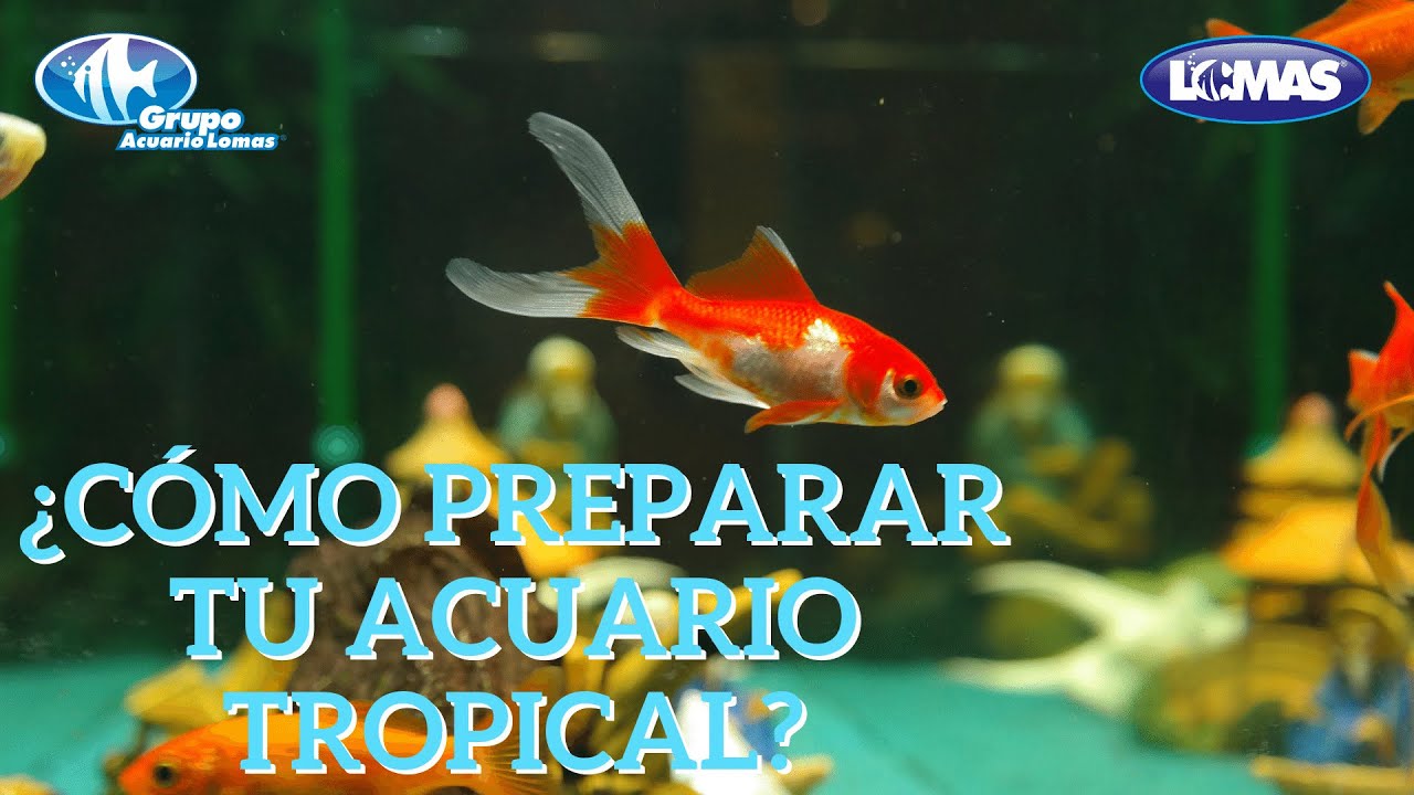 Acuario Tropical de Agua Dulce