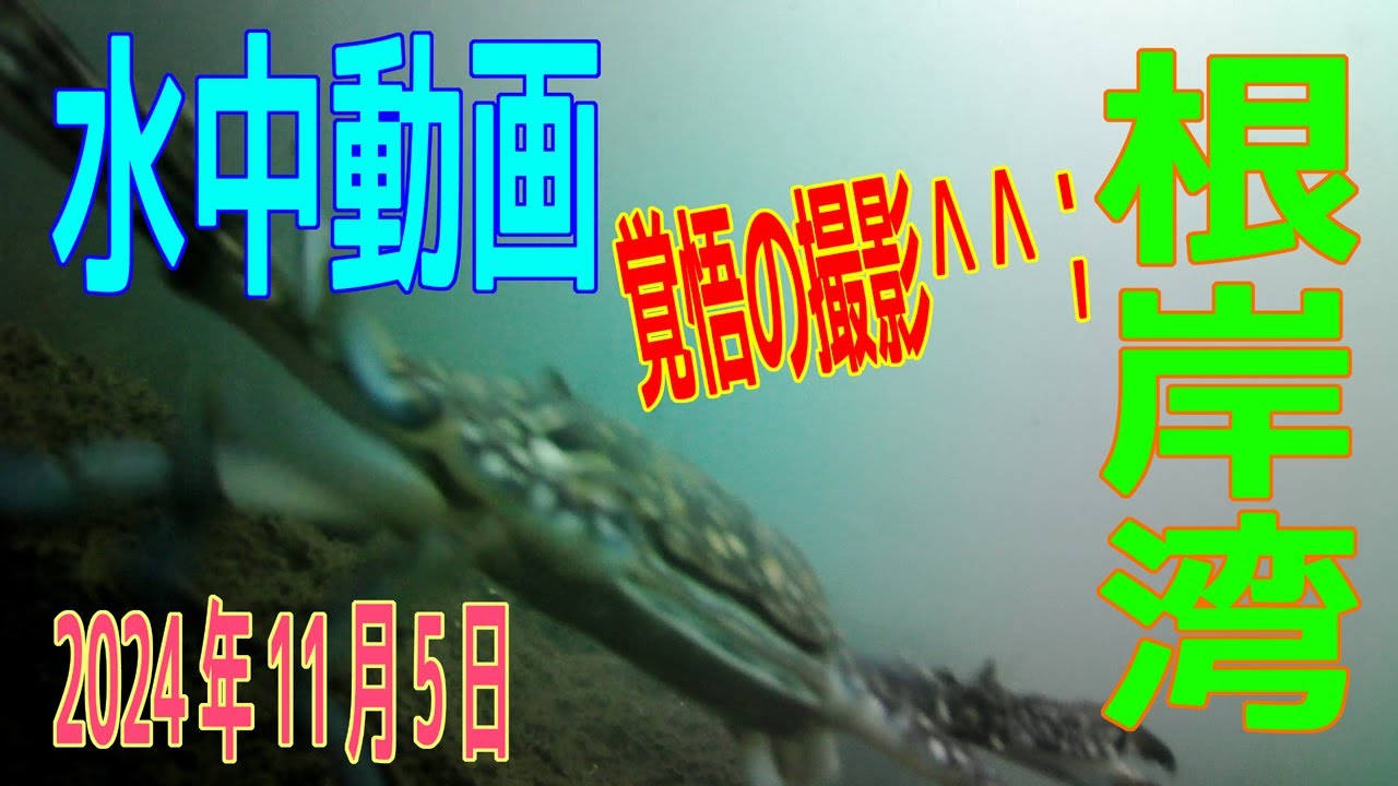 水中動画（2024年11月5日）in　根岸湾