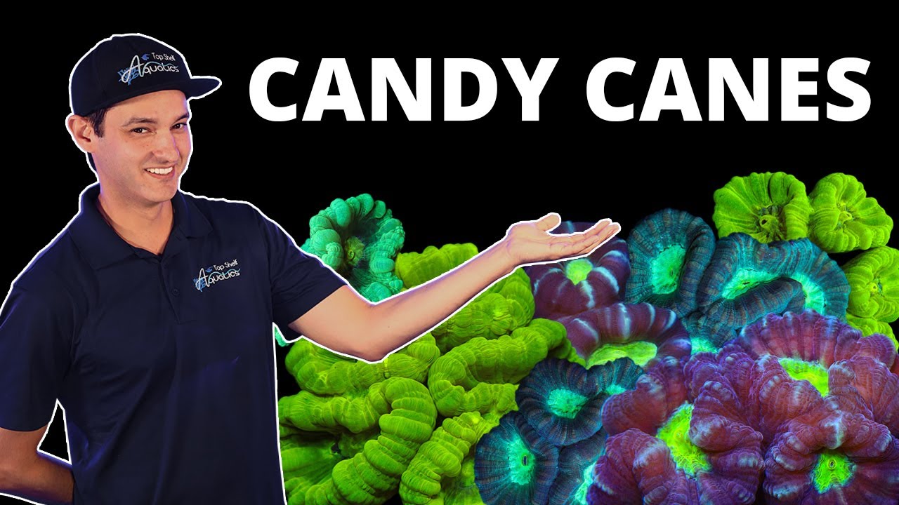 Top Shelf Aquatics' Coral Care Series -  Candy Canes
