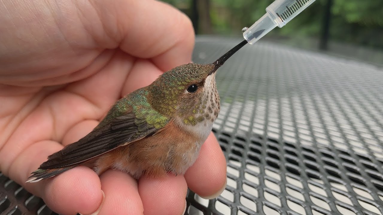 Tiny Hummingbird Rescue | Journey to Recovery