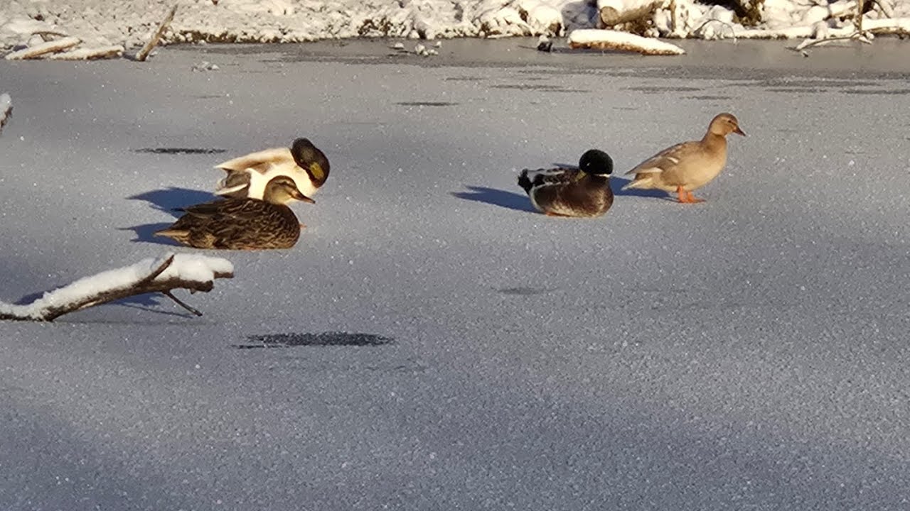 Domestic ducks flying 