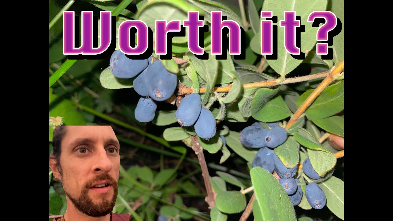 Are Honeyberries Even Worth Growing?