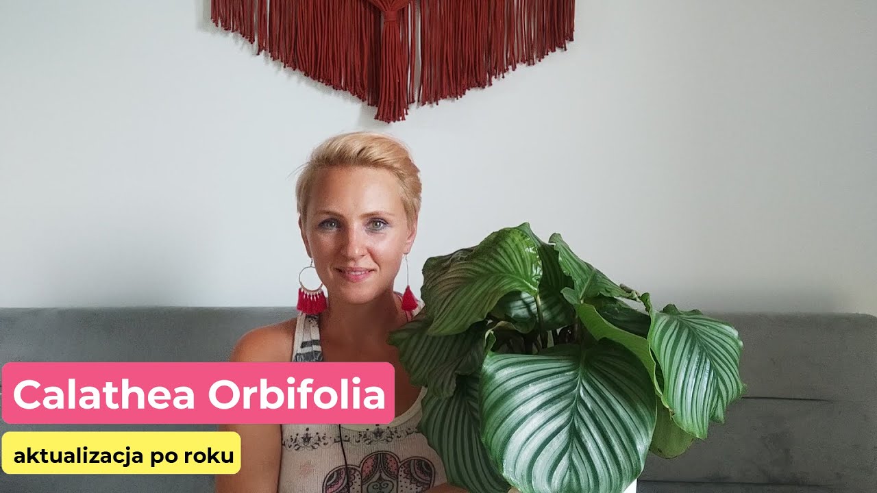 Calathea Orbifolia | Aktualizacja po roku | Nie jest idealnie | Szkodniki || PIPILOTKA
