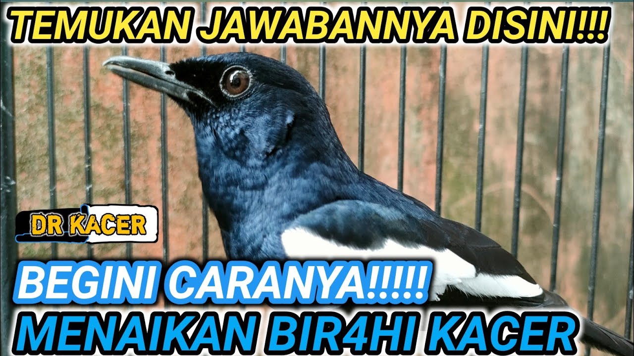 SANGAT JELAS!!! CARA MENAIKAN BIRAHI KACER VERSI DR KACER NEW