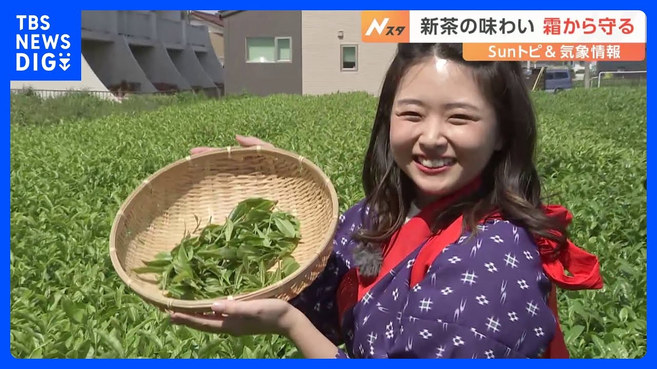 新茶の季節　狭山茶の美味しい飲み方とは【SUNトピ】｜TBS&nbsp;NEWS&nbsp;DIG