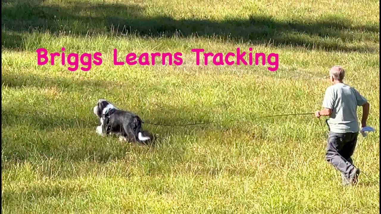 Briggs Learns Tracking along with his beardie friends Taylor, Ozzy, Vy and Ru.