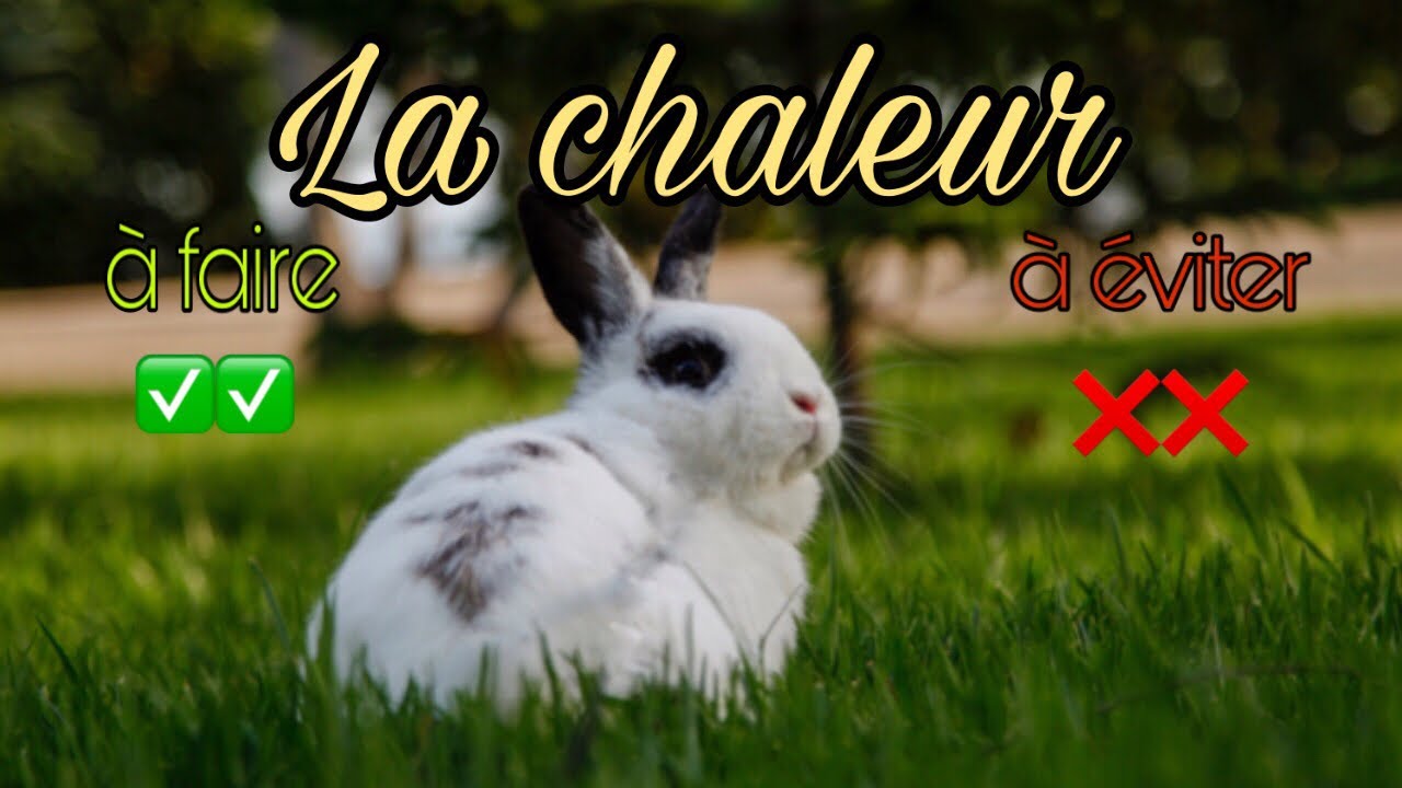 protéger ses animaux de la chaleur : les rafraîchir et les choses à ne pas faire